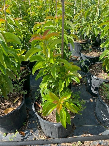 Avocado Trees