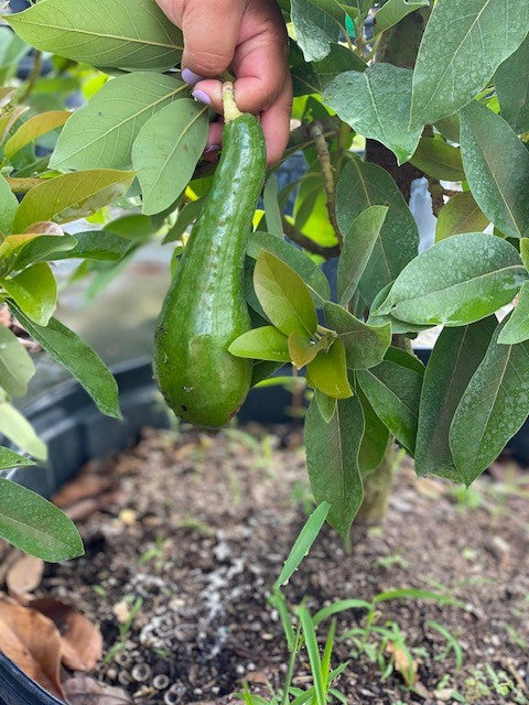 Avocado Trees