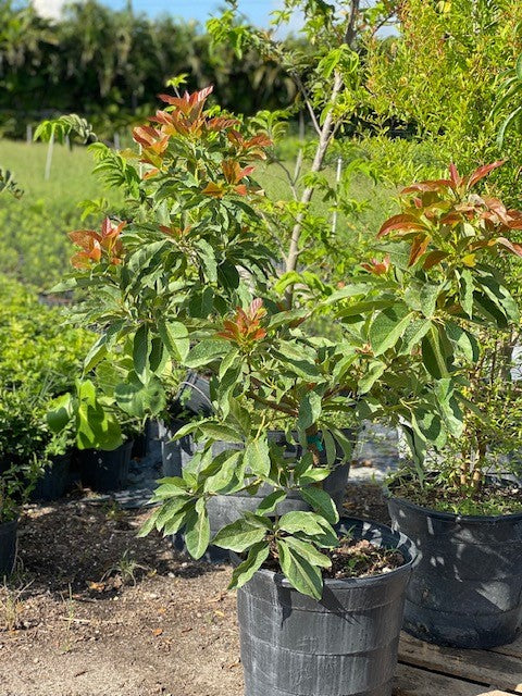 Avocado Trees