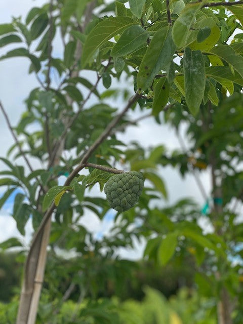 Annona squamosa