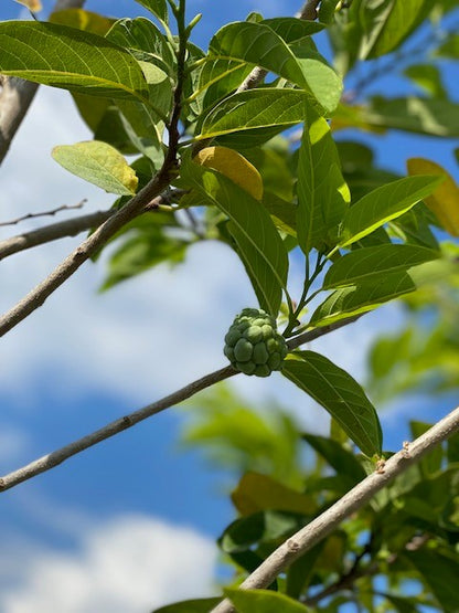 Annona squamosa