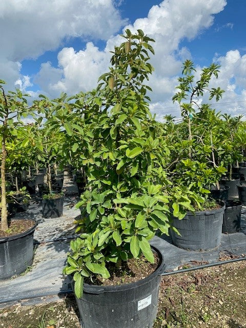 Avocado Trees