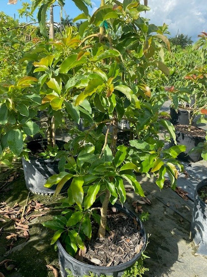 Avocado Trees