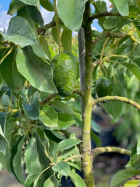 Avocado Trees