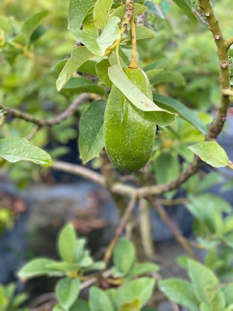 Avocado Trees