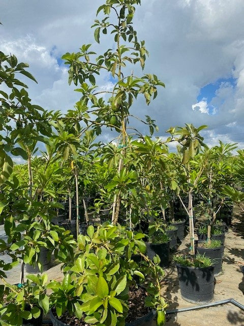 Avocado Trees