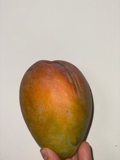 Mango Tree