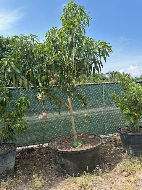 Mango Tree