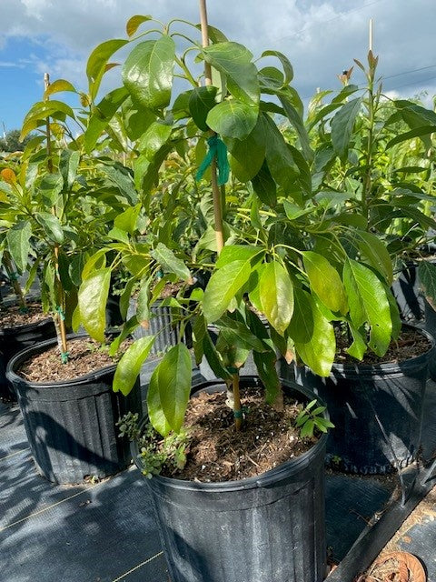 Avocado Trees