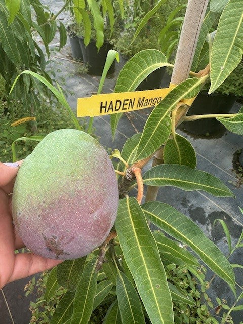 Mango Tree