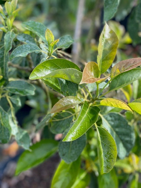 Avocado Trees