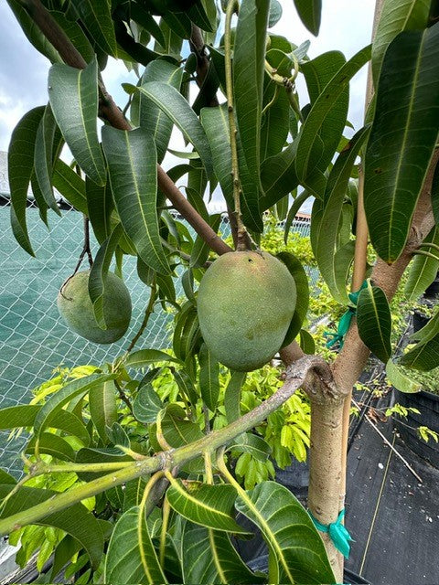 Mango Tree