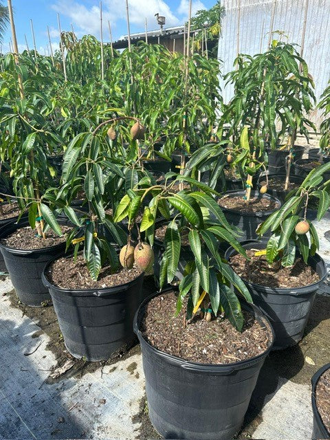 Mango Tree