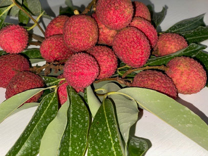 Lychee Tree