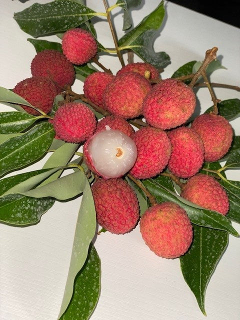 Lychee Tree