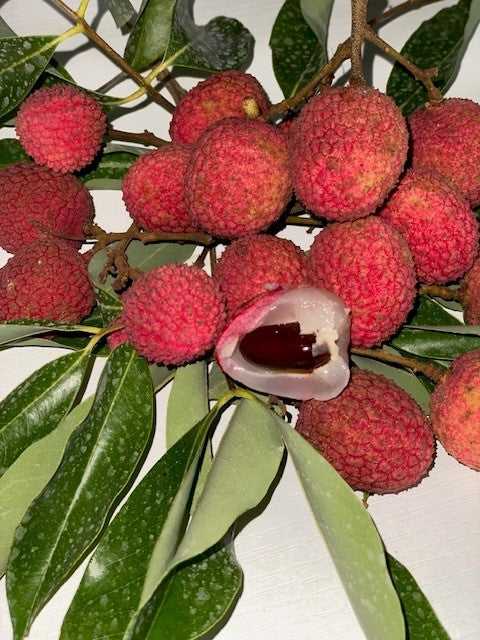 Lychee Tree