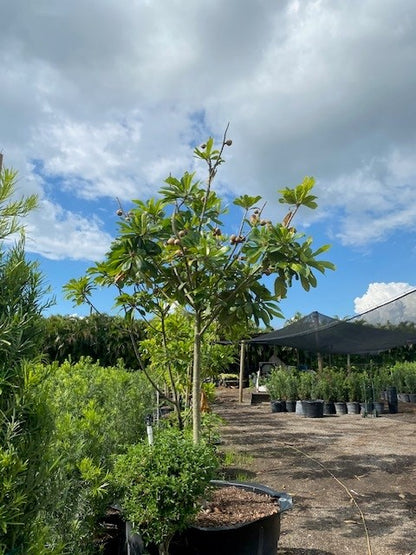 Mamey Tree