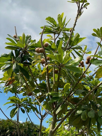 Mamey Tree