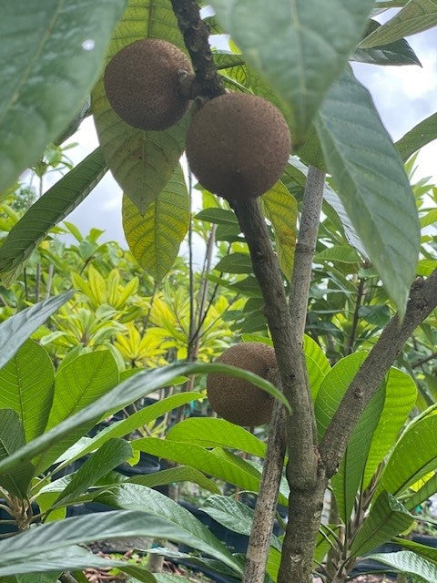 Mamey Tree