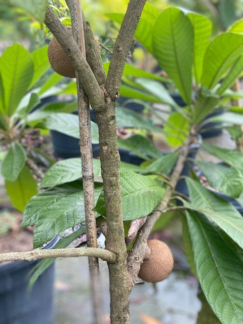 Mamey Tree