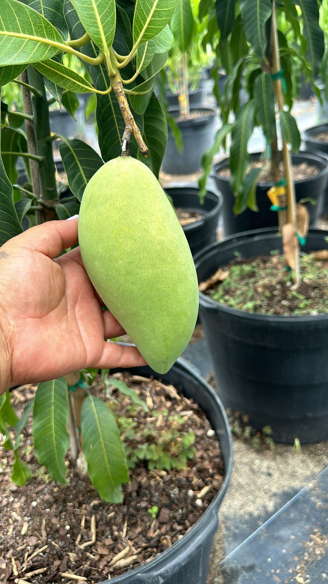 Mango Tree