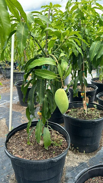 Mango Tree