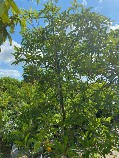 Byrsonima Crassifolia (Nanche)