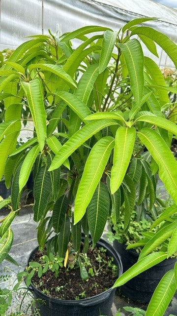 Mango Tree