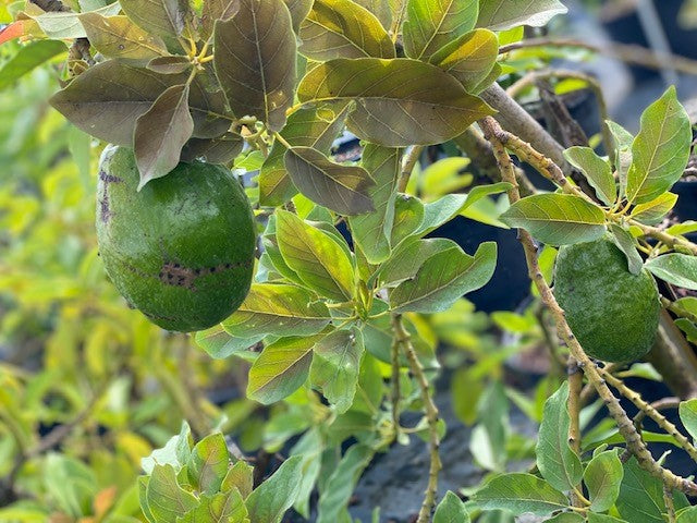 Avocado Trees