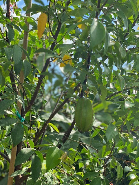 Averrhoa carambola (starfruit)