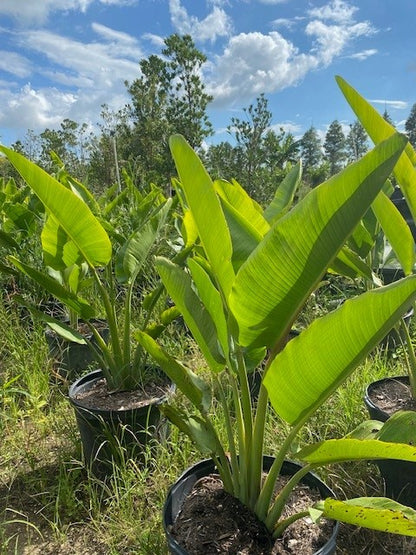 Travelers Palm