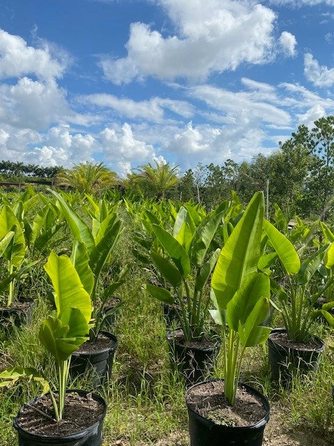 Travelers Palm