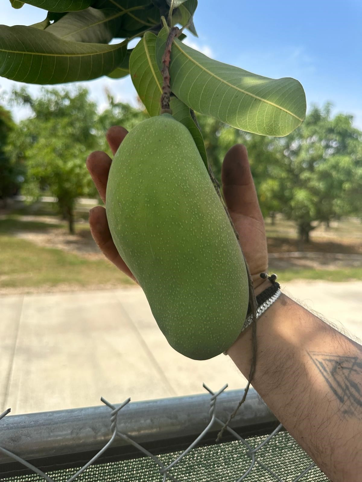 Mango Tree