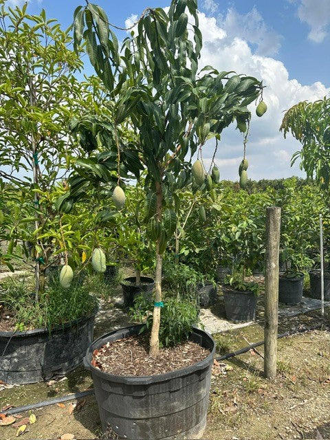 Mango Tree